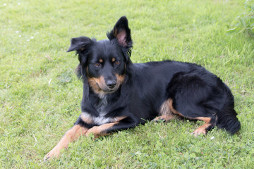 Border Collie Mix auf einer Wiese