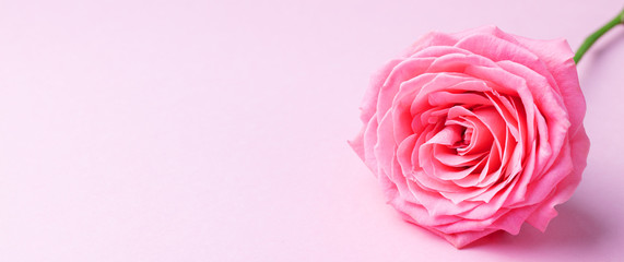 Rose flower on pink background. Copy space.