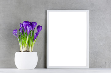 Textured background with blooming purple crocuses in the white pot and white frame