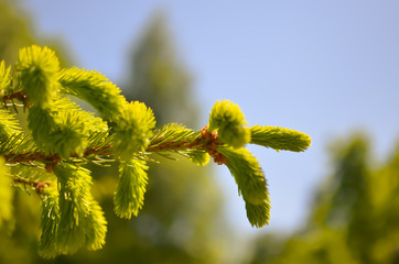 young sprout of spruce, natural forest background