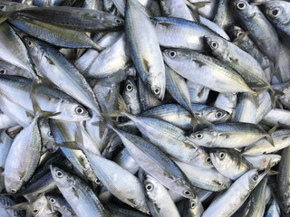 Fresh Saba fish in market. Phuket Thailand.