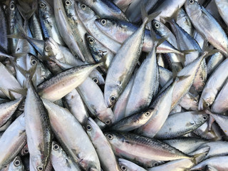 Fresh Saba fish in market. Phuket Thailand.