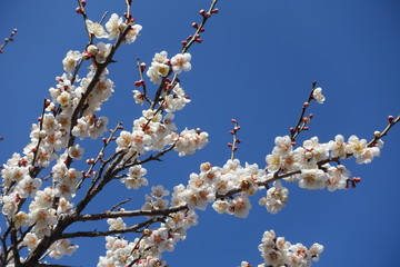 梅の花