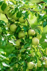 Green apple on branch of the aple trees