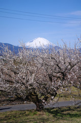 梅林より、富士山を望む