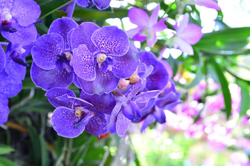 Fototapeta na wymiar purple orchid at the beginning