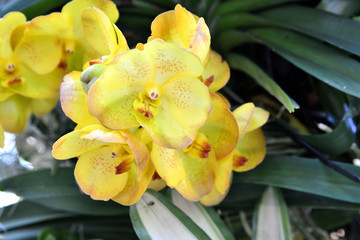 yellow orchid at the beginning