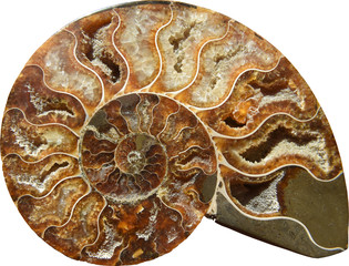 Ammonite