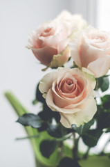 Bouquet of pale pink cream roses in white jug on a windowsill