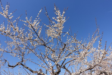 梅の花