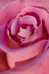 Pink Rose Flower with shallow depth of field and focus the centre of rose flower