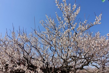 梅の花