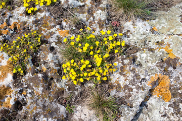 Yellow flowers on stones.