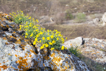 Yellow flowers on stones.