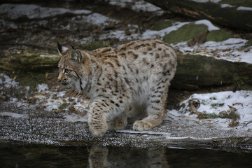 Naklejka premium Europäischer Luchs (Lynx lynx) Jungtier spielt am gefrorenen Teichrand