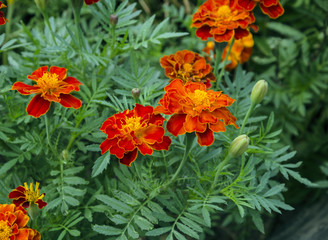 Obraz na płótnie Canvas flowers of marigold in the park