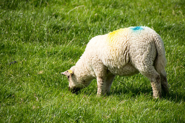 Schaf auf der Weide am Wattenmeer bei sonnigem Wetter