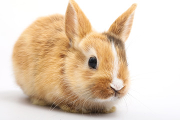 Fototapeta premium Baby of orange rabbit on white background