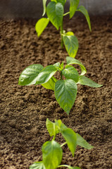 young seedling pepper on the bed