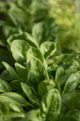 young greens of spinach on the bed