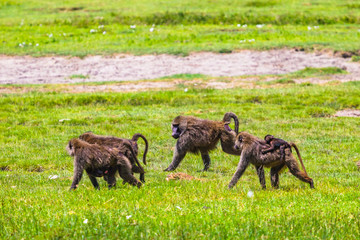 Baboons. Ngorongoro Crater Conservation Area. Tanzania.
