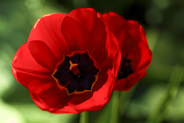 red tulip blossom