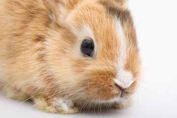 Fototapeta premium Baby of orange rabbit on white background