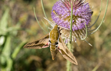 macro hawk moth macro detail extracting nectar from a thistle in springtime bugs, insect