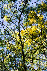Mimosas en hiver