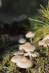 mushrooms in the forest, nature