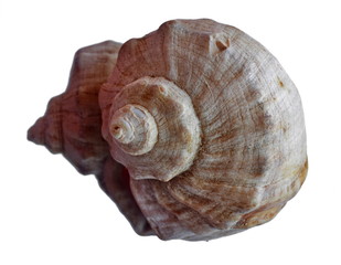 Seashell. Reflection in mirror. Isolated. White background