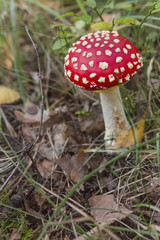 mushrooms in the forest, nature
