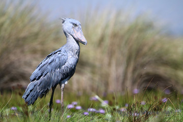 duży szary afrykański ptak trzewikodziób brodzący po zarośniętym trawą brzegu jeziora