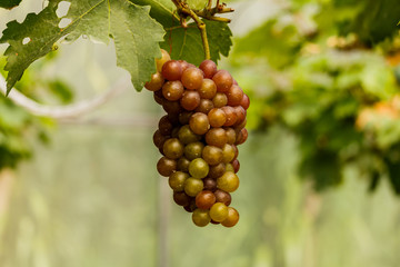 Healthy fruits Red wine grapes ripening in the vineyard