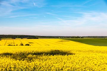 Rapsfeld gelb blühend in sonniger Landschaft