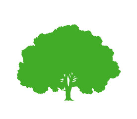 Oak tree silhouette. Isolated  oak tree on white background 