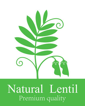 Lentil logo. Isolated lentil on white background