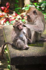 Monkeys care in the family