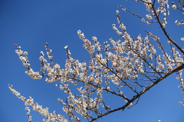 梅の花