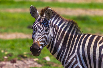 Naklejka premium Wild zebra at Ngorongro Crater Conservation area. Tanzania.