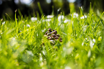 Tannenzapfen im Gras