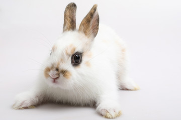 Baby of orange rabbit on white background