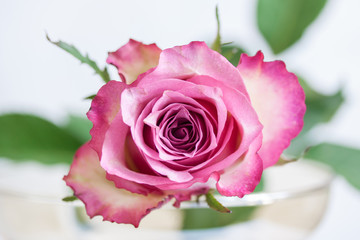 Fototapeta Róża kwiat romantyczne makro  obraz