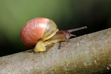 Schnecke auf einem Ast