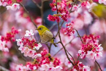 The Japanese White-eye.The background is cherry blossoms(Japanese name is Kanzakura). Located in Tokyo Prefecture Japan.