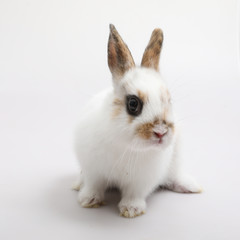 Obraz premium Baby of orange rabbit on white background