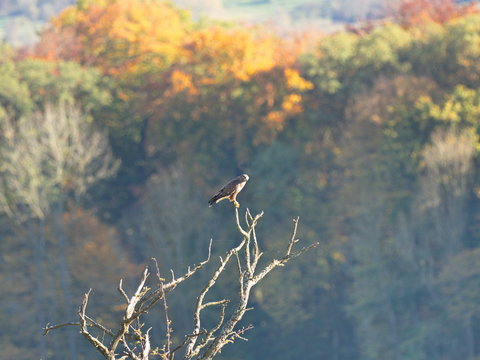 Baumfalke auf Baum sitzend