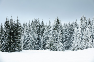 Fototapeta na wymiar Winter im Riesengebirge bei Janske Lazne, Tschechien