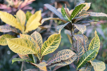 Croton with large yellow-green leaves © jollier_