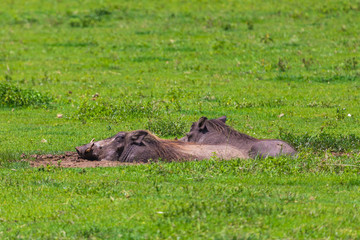 Warthogs in Ngorongoro Conservatio Area, Tanzania.